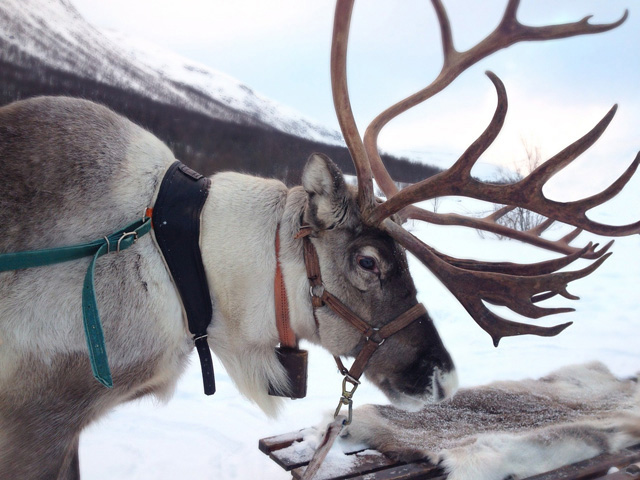 Photo of a Reindeer